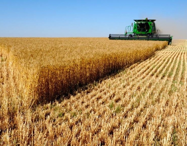 Российская пшеница выросла в цене на фоне падения рубля