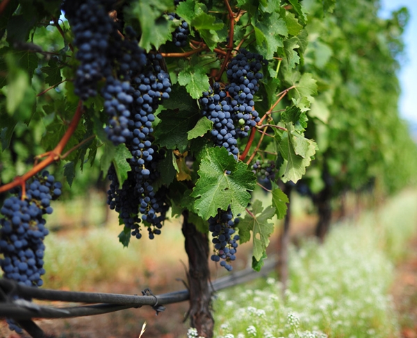 Узбекистан начнет промышленно выращивать французские сорта винограда