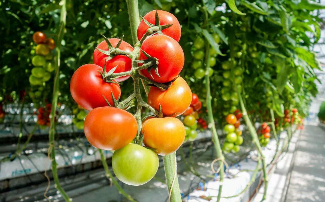 Россия готова установить рекорд по урожаю тепличных овощей