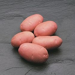 Растение картофеля