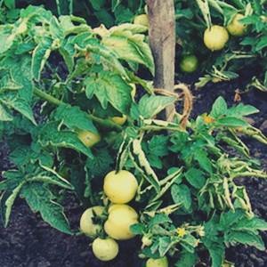 Как подготовить почву для посадки томатов в открытый грунт?