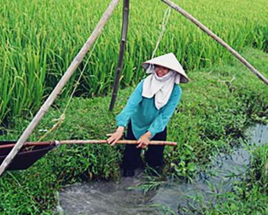 Засуха угрожает урожаю риса в Северной Корее