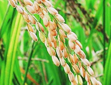 Новый вид риса поможет снизить парниковый эффект