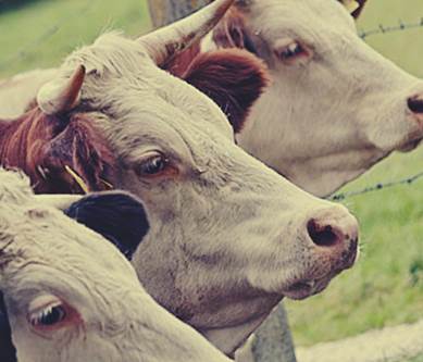 В Крыму исчезает крупный рогатый скот