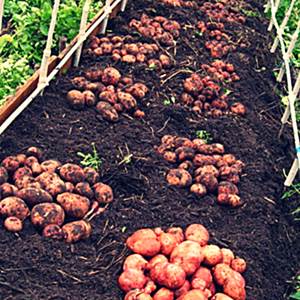 Выращивание картофеля в мешках и в соломе