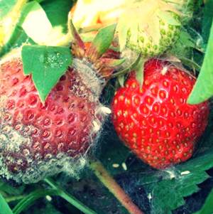 Болезни ягод земляники клубники и их лечение