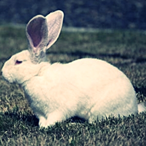 Белые кролики - породы, особенности, характеристики