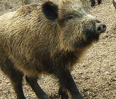 В Италии уничтожат более 250 000 диких свиней