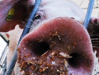 За год отечественная свинина подешевела на 13,6%