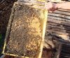 Уроки пчеловодства: натягивание проволоки на пчелиную рамку