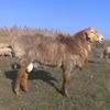 Разведение овец: афганская курдючная порода овец