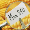 ГМО продукты опасны для здоровья согласно последним исследованиям