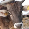 Породы коров: швицкая корова