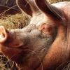 Цены на живых свиней за год снизились в РФ на 23%