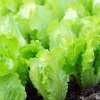 Выращивание салата в теплице и в домашних условиях