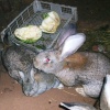 Разведение кроликов в ямах