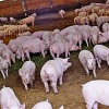 Маточник - как залог успешного свиноводческого бизнеса