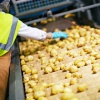 Выращивание картофеля для переработки