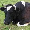 Тепловой удар у коров