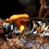 Мелипоны - пчелы, которые не жалят