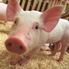 Достижения генетики в селекции свиней