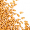 Россию ожидает дефицит пшеницы