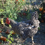С одной курицы можно получить 5 - 10 кг удобрений в год