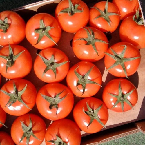 Россия не может отказаться от импорта томатов из Турции