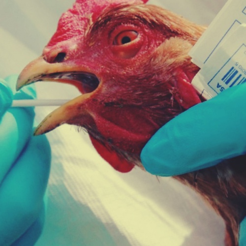 Птичий грипп был обнаружен на птицефабрике «Челябинская»