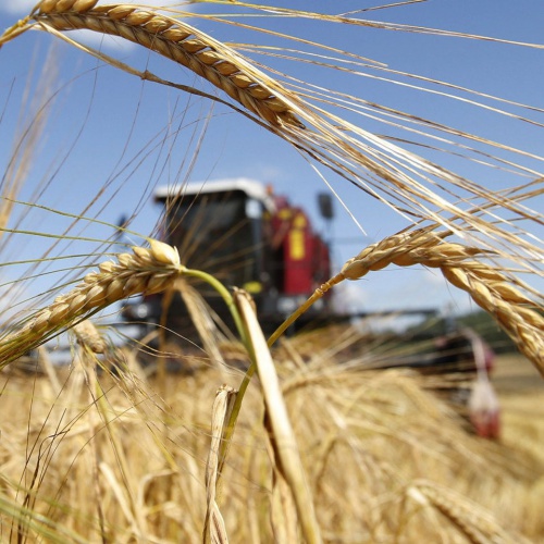 Урожай зерна в 2020 году составит не менее 122,5 млн тонн - прогноз от Минсельхоз