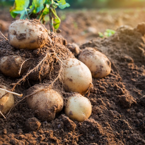 Россию ждёт низкий урожай картофеля из-за погоды