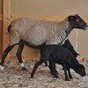 Породы овец: овцы романовской породы