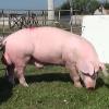 Породы свиней: ландрас