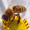Воспитание пчелиной матки