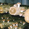 Способы выращивания грибов