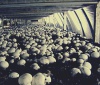 Выращивание грибов - выгодный бизнес