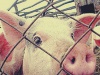 Африканская чума свиней в Вологодской области