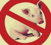 Вспышки африканской чумы угрожают волгоградским свиньям
