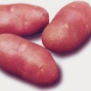 Сорт картофеля Ред Скарлет