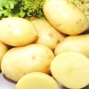 Ранний сорт картофеля «Импала»