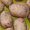 Сорт картофеля Аврора