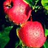 Сбор урожая плодовых деревьев - яблоня, груша, абрикос, слива