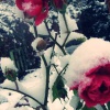 Подготовка роз к зиме