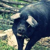 Крупная черная свинья – Корнелл