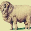 Порода овец Меринос