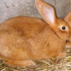 Бургундские кролики - характеристики породы, особенности содержания
