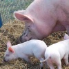 Ливенская порода свиней - характеристика и фото