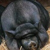Въетнамская вислобрюхая порода свиней