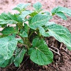 Почва для посадки картофеля