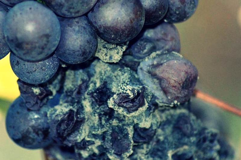 Болезни винограда - плесень и серая плесень винограда фото